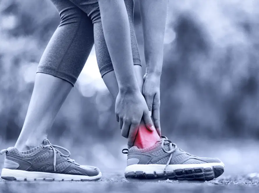 Upper and Lower Extremities Muscles